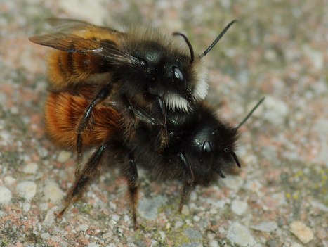 Les fongicides : un véritable danger pour la reproduction des abeilles | EntomoNews | Scoop.it