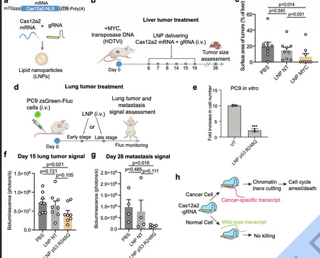 Targeting Cancer-Specific Mutations with RNA-Triggered Chromatin Shredding | nat | RMH | Scoop.it