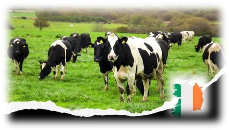 « L’herbe est le seul avantage concurrentiel du secteur laitier irlandais » | Lait de Normandie... et d'ailleurs | Scoop.it