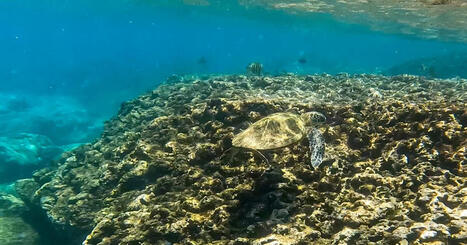 Why Hawaii's green sea turtles remain protected despite population recovery | Soggy Science | Scoop.it