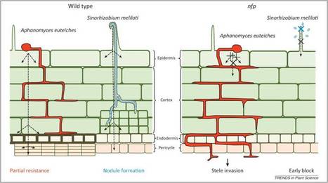 Trends Plant Sci.: Nod factor perception protein carries weight in biotic interactions (2013) | Plant-Microbe Symbiosis | Scoop.it