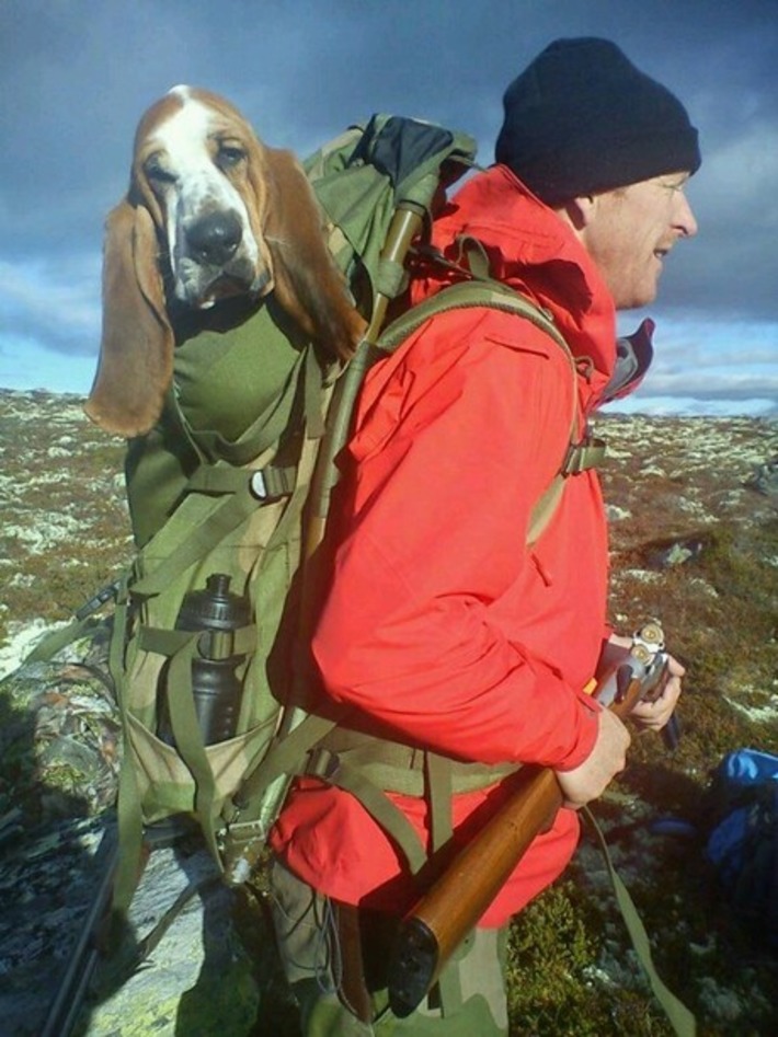 How bassets do hiking | Walking On Sunshine | Scoop.it