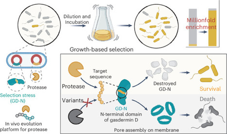 A gasdermin-based life–death evolution system for reprogramming protease specificity | Ncb | RMH | Scoop.it