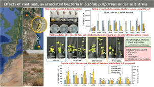 Abiotic stress tolerance and root nodule-associated bacteria in Lablab purpureus | Plant-Microbe Symbiosis | Scoop.it