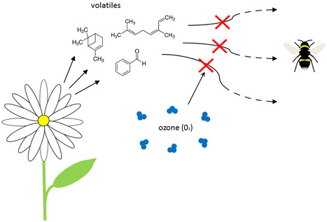 L’ozone affecte la concentration des molécules odorantes des fleurs | EntomoNews | Scoop.it