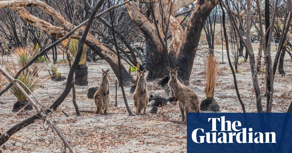 Australia’s black summer bushfires ripped...