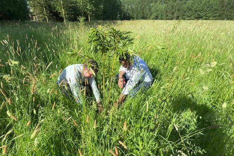 Isolant en bambou : une premi&egrave;re mondiale fabriqu&eacute;e dans les Hauts-de-France | Actu environnement en HdF | Scoop.it