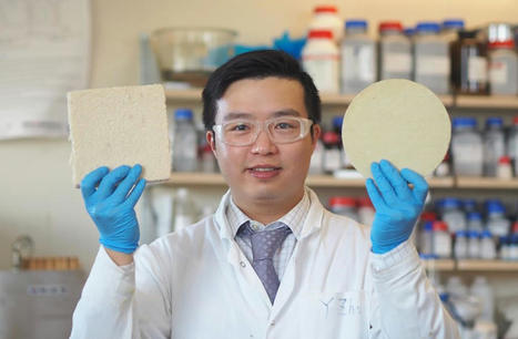 Canada : des scientifiques cr&eacute;ent des emballages biod&eacute;gradables pour remplacer la styromousse | ECONOMIE CIRCULAIRE, ECONOMIE DE LA FONCTIONNALITE | Scoop.it