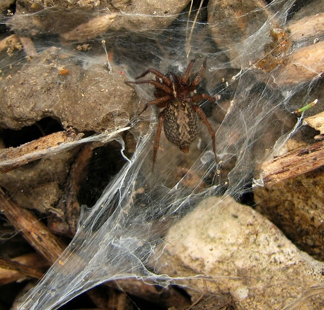 Dans les jardins du collège : Tégénaire - Lycosoides coarctata | Les Colocs du jardin | Scoop.it