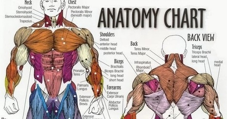 Bazaar: Lihasten nimityksiä (verkosta poimittua) | 1Uutiset - Lukemisen tähden | Scoop.it