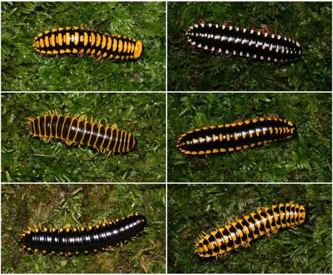Un entomologiste découvre une nouvelle espèce de mille-pattes, à la coloration la plus variable parmi tous les diplopodes connus avec plus de six morphes différents / Entomologist discovers millipe... | EntomoNews | Scoop.it
