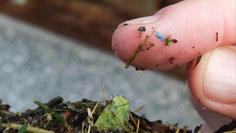 EUROPE : More microplastics found in rural woodland than city centre - experts warn of potential health risks | CIHEAM Press Review | Scoop.it