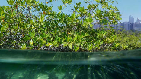 L'état des mangroves dans le monde - Rapport 2021 - Global Mangrove Alliance | Biodiversité | Scoop.it