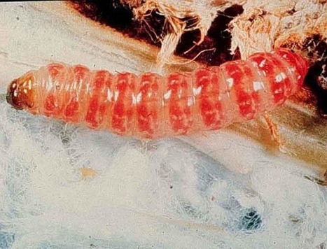 Insectos se vuelven resistentes a la toxina Bt en China | Bichos en Clase | Scoop.it