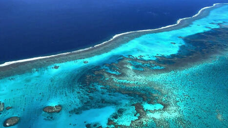 R&eacute;chauffement des coraux : un espoir venu de Tahiti | Biodiversit&eacute;, &Eacute;cologie et Environnement | Scoop.it