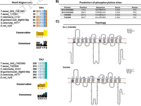 Docking-guided and phosphomimetic rational engineering of glucose-insensitive xylose transporters from Trichoderma reesei | Mcf | RMH | Scoop.it