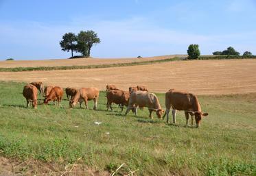 Bovins/DNC : l’Italie accepte de recevoir des animaux vaccinés (ministère) | Actualité Bétail | Scoop.it