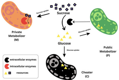 Cooperation, privatization and cheating in microbial exoenzyme synthesis: theoretical analysis in view of biotechnological applications | royal | RMH | Scoop.it