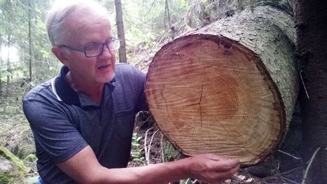 Miten puut kasvoivat tänä kesänä? | 1Uutiset - Lukemisen tähden | Scoop.it