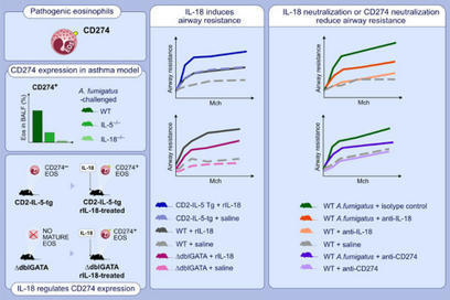 Role of IL‐18‐transformed CD274‐expressing eosinophils in promoting airway obstruction in experimental asthma - Mishra - - Allergy | Allergy (and clinical immunology) | Scoop.it