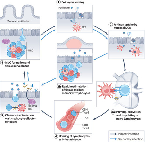 Boosting Mucosal Immunity in Next-Gen Vaccine Development | St&eacute;phane Pillet posted on the topic | LinkedIn | Mucosal Immunity | Scoop.it