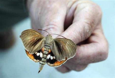 Vaucluse | Ce papillon qui détruit les palmiers | Biodiversité - @ZEHUB on Twitter | Scoop.it