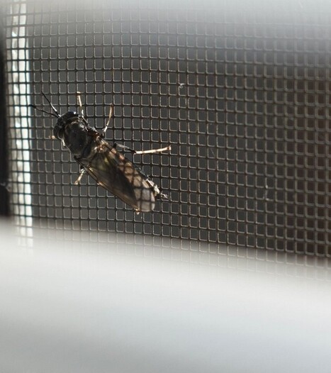 Manger des insectes: faut-il abandonner l'idée? | Les Colocs du jardin | Scoop.it