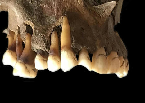 Prehistoric Roots of ‘Cold Sore’ Virus Traced Through Ancient Herpes DNA | Virus World | Scoop.it