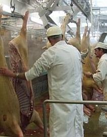 Plus qu'un nouvel abattoir, Fruges (59) pourrait accueillir un pôle viande régional | La Gazette des abattoirs | Scoop.it