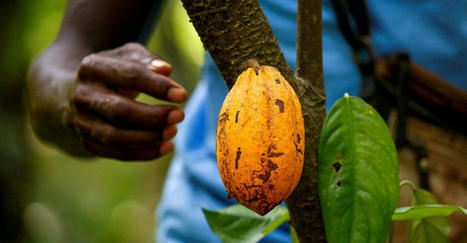 Nestle to pay cocoa farmers to keep children in school | consumer psychology | Scoop.it