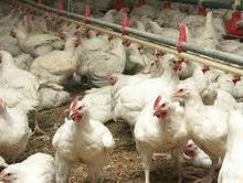 Verdict du tribunal pour Doux, et la question de l'avenir de la filière avicole française : bilan | La Gazette des abattoirs | Scoop.it