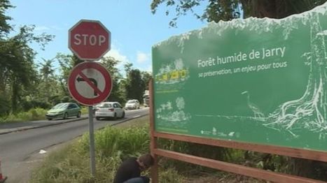 Il faut sauver la mangrove de Jarry | Zones humides - Ramsar - Océans | Scoop.it