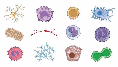[Ressource] NIH BioArt Source, une nouvelle ressource pour l’illustration scientifique | Bulletin des bibliothèques de France | InfoDoc - Information Scientifique Technique | Scoop.it