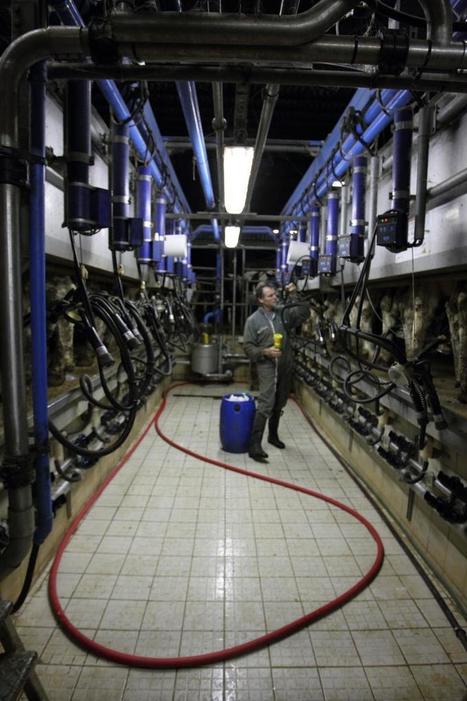 La Prim’Holstein devrait redresser la barre en TB | Actualités de l'élevage | Scoop.it