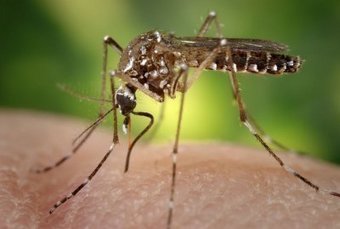 Zika - La République dominicaine ne veut pas du moustique OGM, l'OMS demande plus d'étude | EntomoNews | Scoop.it