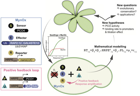 The next frontier: Exploring plant hypoxia sensing and response mechanisms through synthetic biology | pnas | RMH | Scoop.it