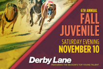 Red Oak on fire in Fall Juvenile | Greyhound Racing | Scoop.it