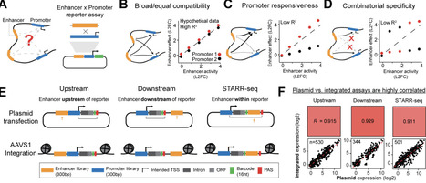 Intrinsic promoter responsiveness dictates sensitivity to transcriptional activation by enhancers | brvsb | RMH | Scoop.it