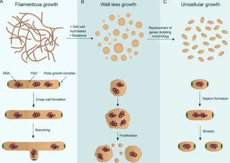 Engineering bacterial cell morphology for the d...
