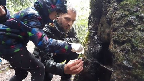 Des randonneurs partent sur les traces de l'ours dans les Pyrénées | Vallées d'Aure & Louron - Pyrénées | Scoop.it