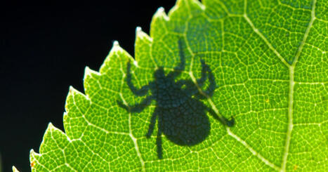 The ticks are winning | by&nbsp;Danielle Hewitt and Sean Rameswaram | Vox.com | @The Convergence of ICT, the Environment, Climate Change, EV and HEV Transportation & Distributed Renewable Energy | Scoop.it