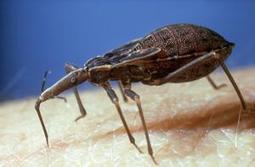 La maladie de Chagas : le nouveau Sida? | EntomoNews | Scoop.it