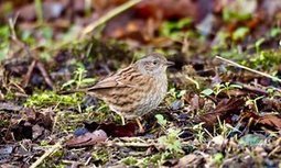 There's nothing dull about dunnocks on Wenlock Edge by Paul Evans   | Nature Flash | Scoop.it