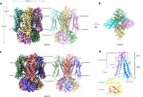 Cryo-EM structures of Arabidopsis CNGC1 and CNGC5 reveal molecular mechanisms underlying gating and calcium selectivity | Plant-Microbe Symbiosis | Scoop.it