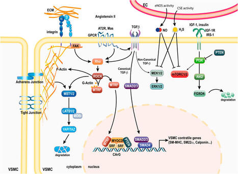 Vascular smooth muscle cells in intimal hyperplasia, an update | Interventional Cardiology | Scoop.it