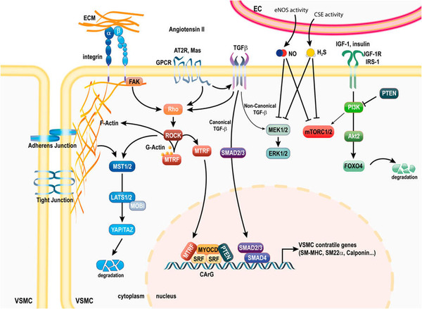 Vascular smooth muscle cells in intimal hyperplasia, an update | Interventional Cardiology | Scoop.it