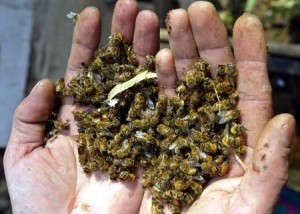 Microchips en abejas para medir su índice de mortandad — Otro mundo es posible | Bichos en Clase | Scoop.it