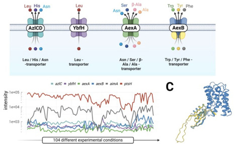 Discovery of new mechanisms to control metabolism and homeostasis in Bacillus subtilis | cin | RMH | Scoop.it