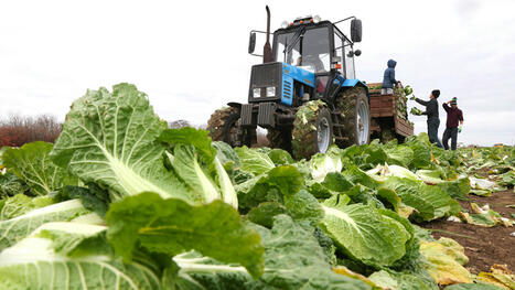 RUSSIA: 2024 Harvest Falls Below Expectations on Bad Weather and Supply Chain Woes | CONFLIT RUSSO-UKRAINIEN | Scoop.it