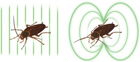 Cafard visqueux | EntomoScience | Scoop.it